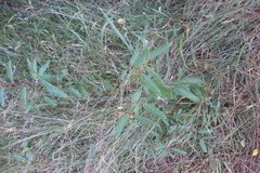 Corchorus trilocularis